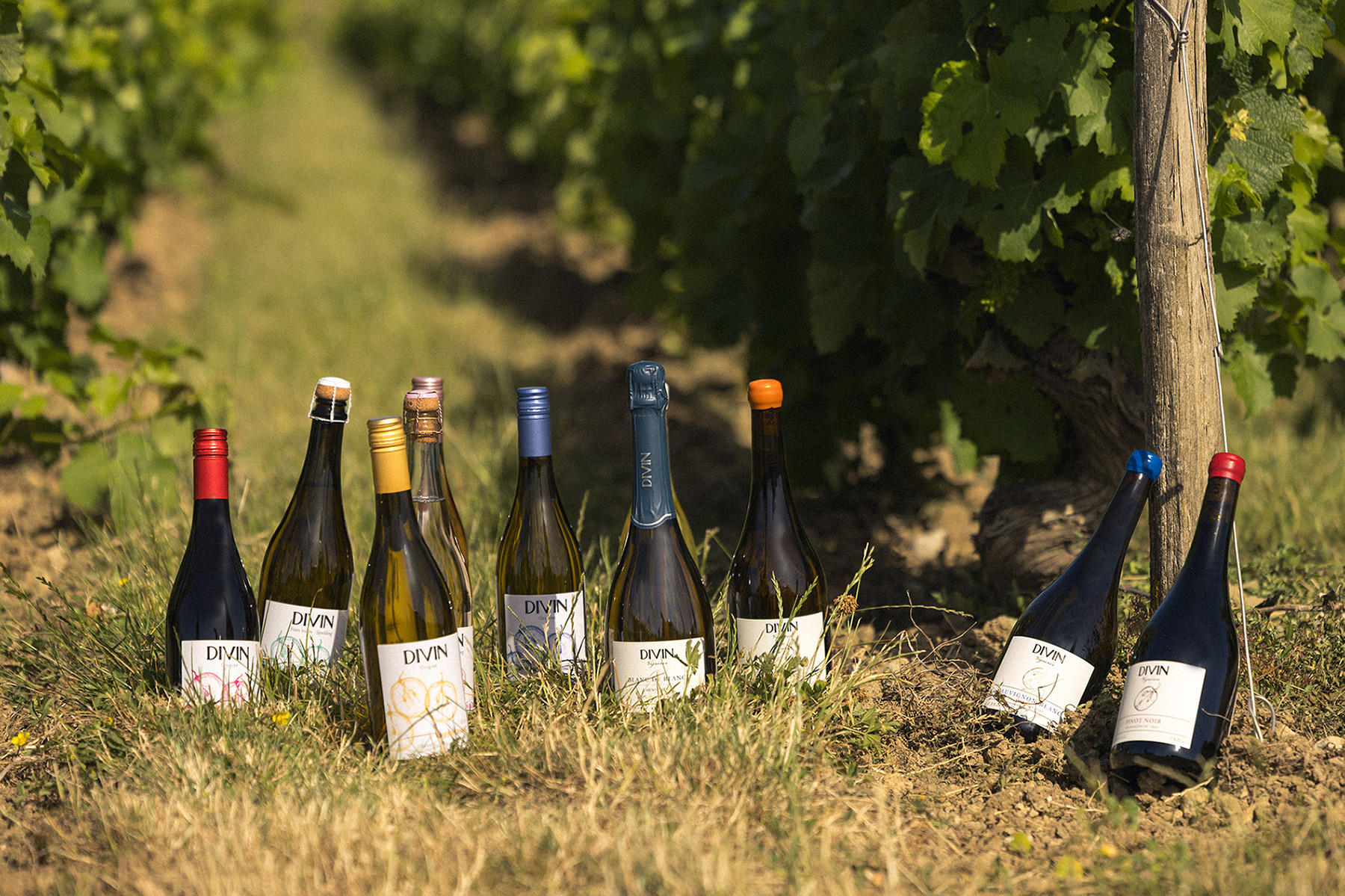 Divin Gammes Vins Sans Alcool Vigne